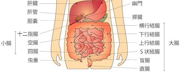 大腸には難易度の高い「S字クランク」が存在する