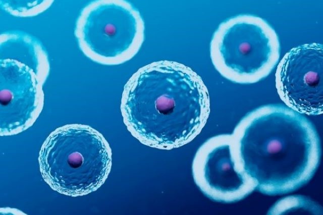 【再生医療】腸の再生時に機能する新たな幹細胞発見