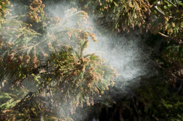 2023年春のスギ花粉飛散量、過去10年で最大の見通し
